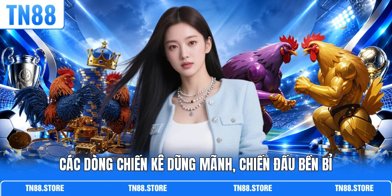 Các dòng chiến kê dũng mãnh, chiến đấu bền bỉ